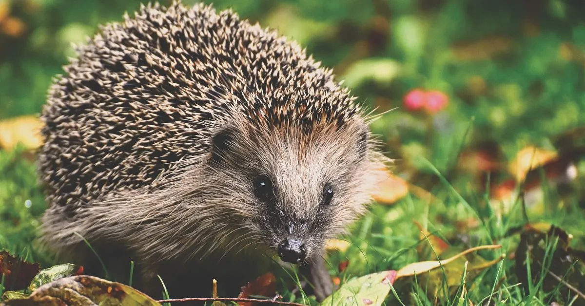 Hedgehog Robo-Adviser Launches App for Crypto Investors