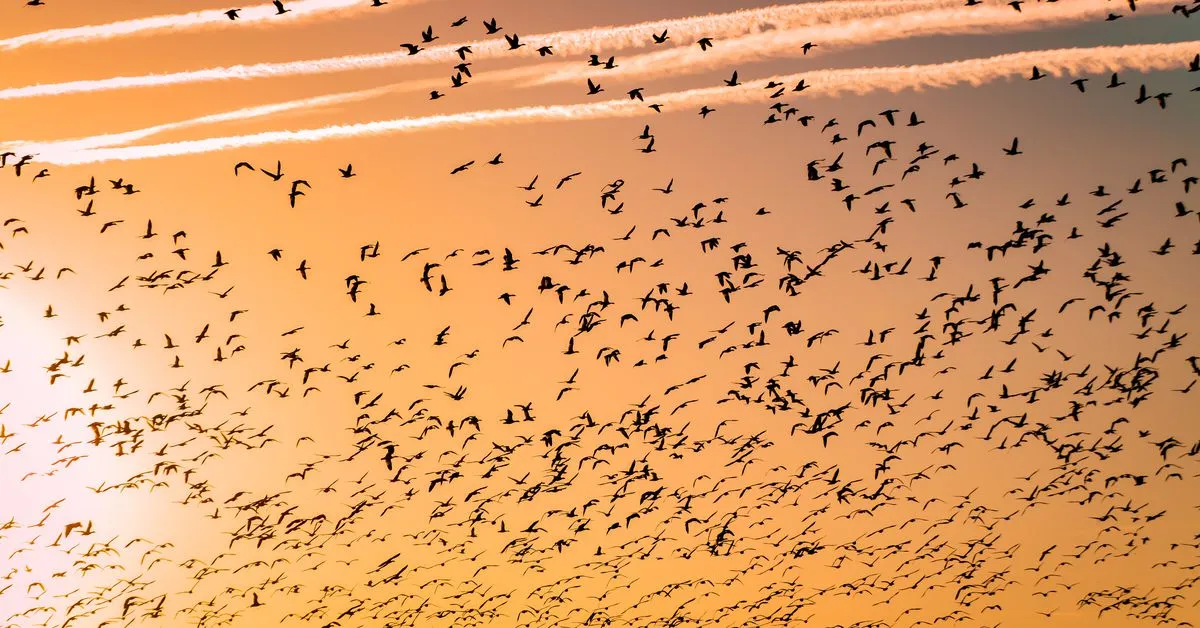 The Graph Migrates to Layer 2 Scaling Solution Arbitrum