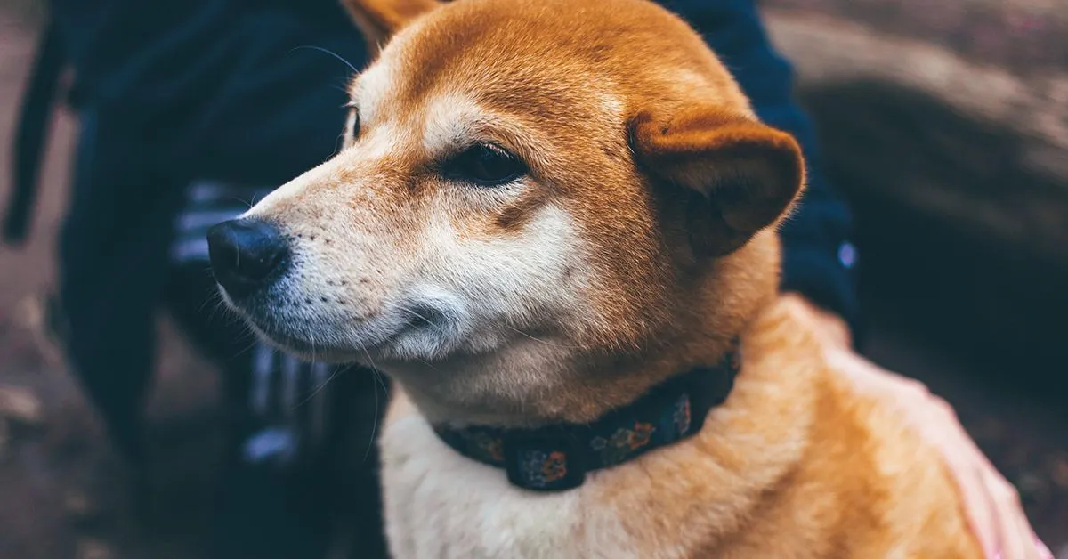 Shibarium Network’s Puppynet Reaches 20 Million Transactions