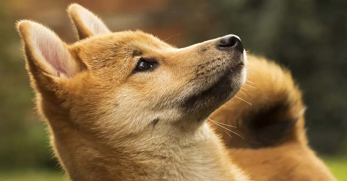 Shibacals: Authenticated Collectibles to Link Real-World Assets to NFTs