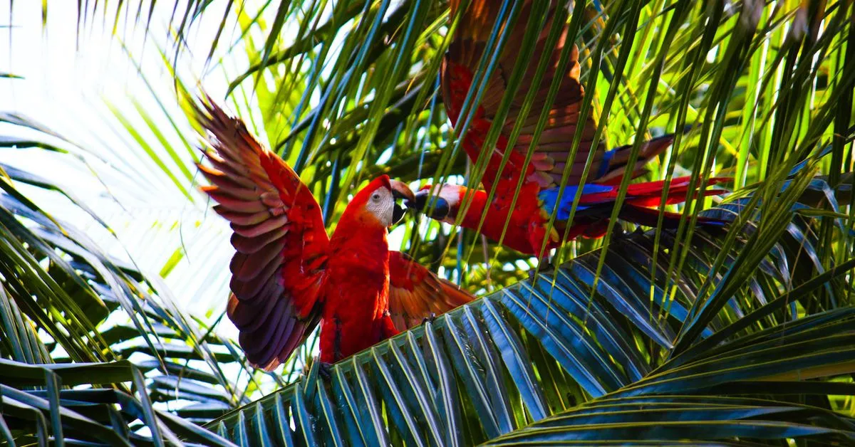 Parrot Finance Holds Vote to Buy Out Investors with $50 Million Redemption Program