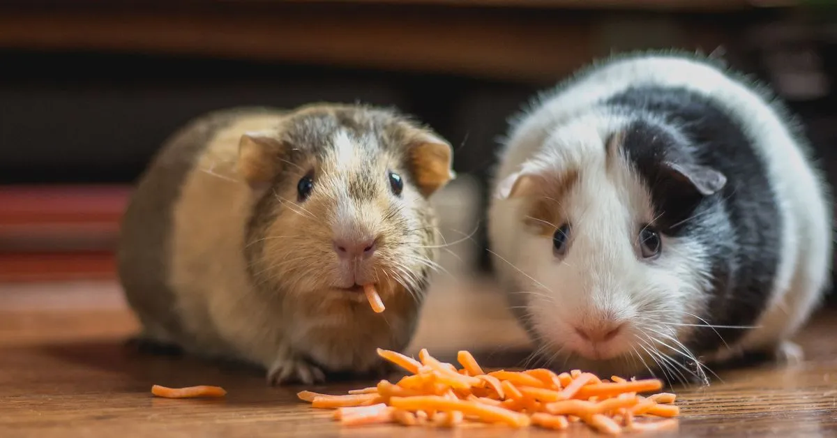 Crypto Traders Bet on Real Hamster Races for Returns