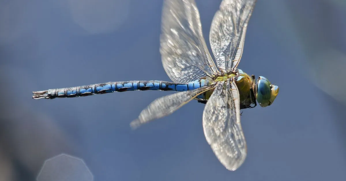 Ethena Raises $6 Million in Seed Funding Round Led by Dragonfly