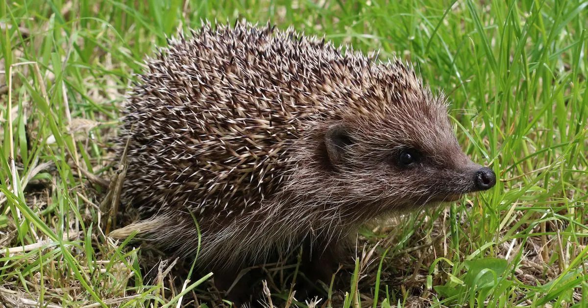 Hedgehog to Offer Automated Investment Sectors Based on CoinDesk Indices