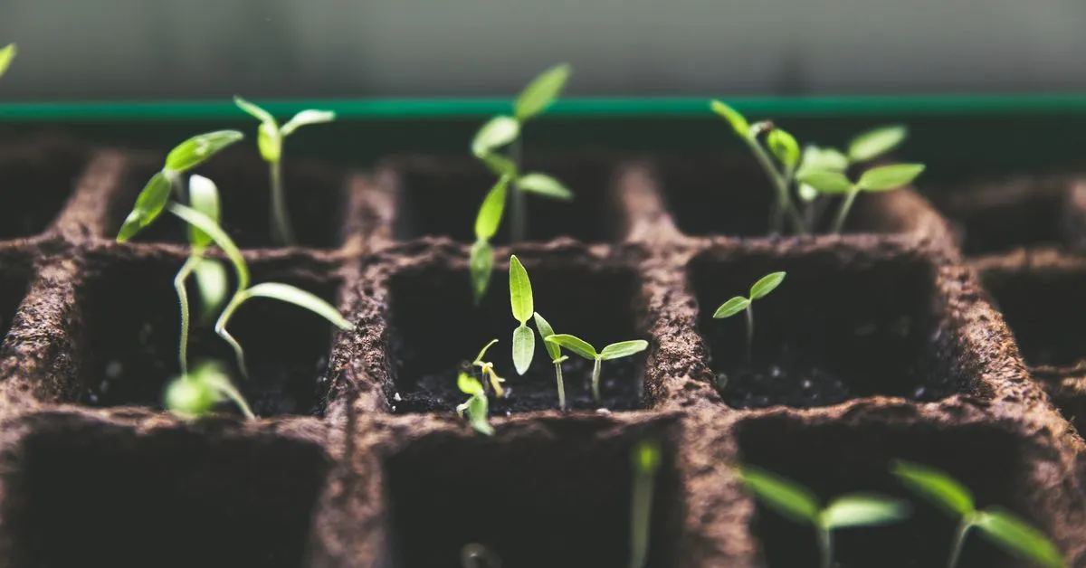 Crypto Adoption: A Bottom-Up Approach