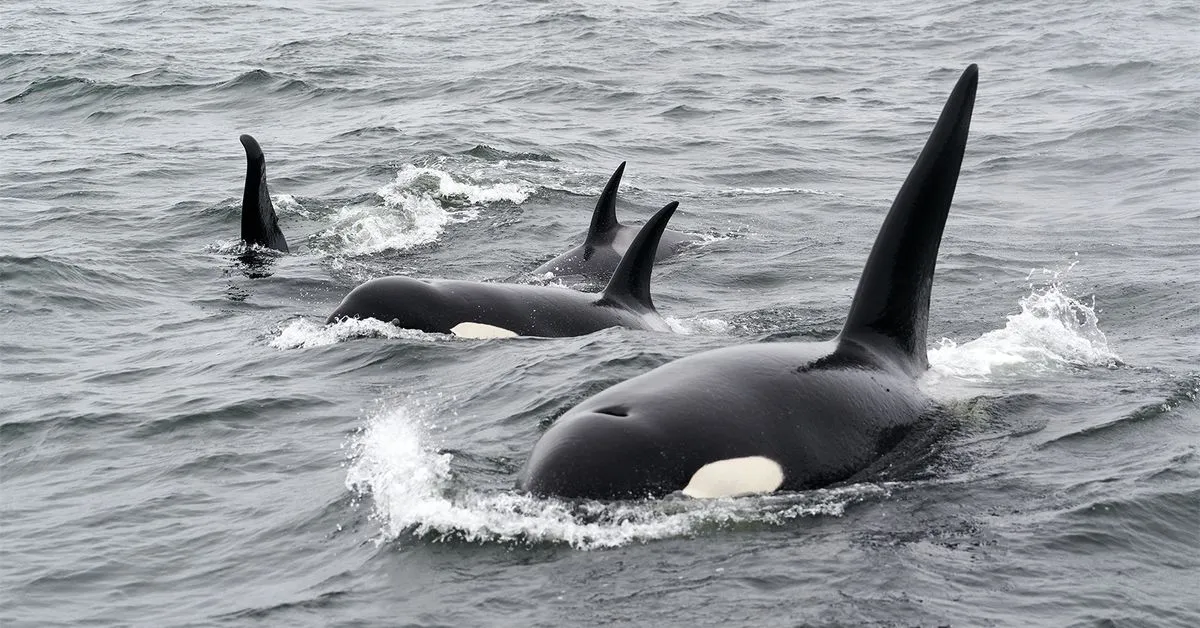 Crypto Whales Already Trading on Coinbase’s Ethereum-Adjacent Blockchain Base