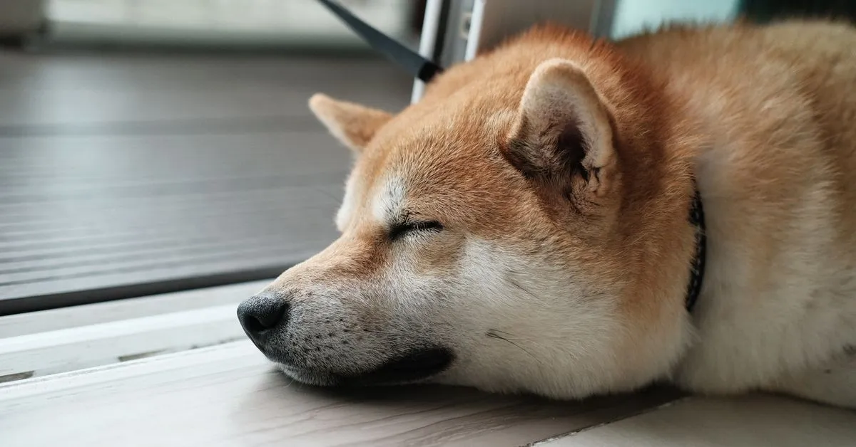 How Litecoin’s Halving Secures Dogecoin